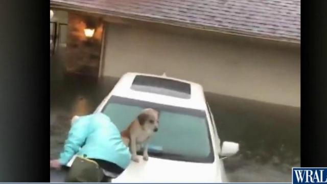 Florida man rescues dog trapped on floating car