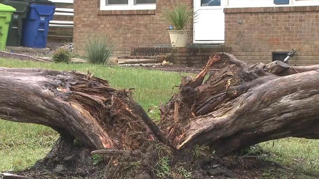 Large trees fall in Raleigh, 42,000 without power in Wake County