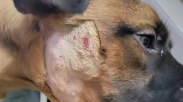 Trouble in paradise: Family unhappy after dog has bite marks, scratches from stay at Cary boarding service