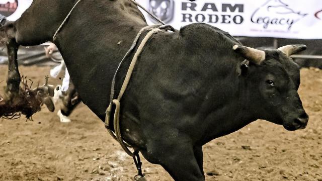 'He will chase you:' Extremely aggressive rodeo bull on the loose in NC town