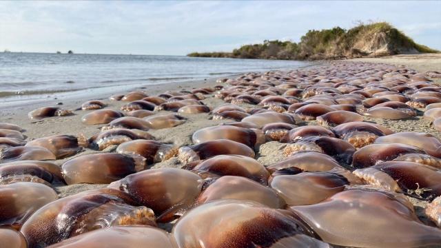 Swarm of jellyfish wash ashore on Ocracoke Island 