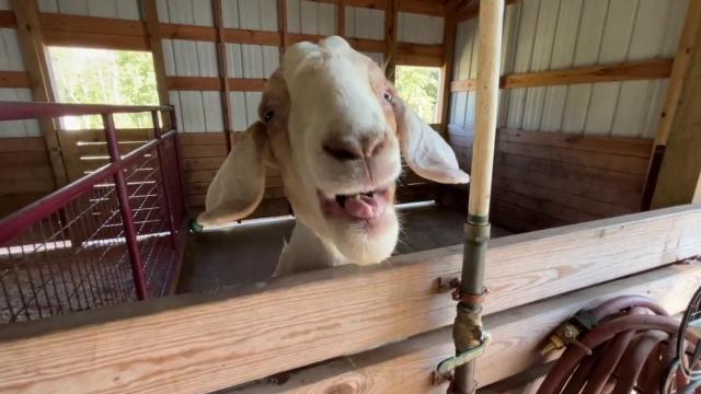 Four Oaks teenager's beloved goat cheated death to become a world champion 