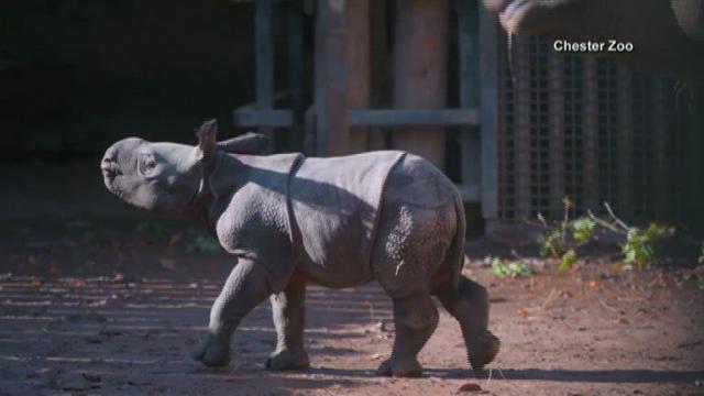One-horned rhino calf born on camera