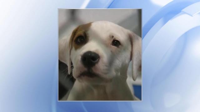 Wake County Animal Center waives adoption fees to combat surge in homeless animals