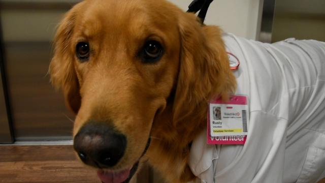 Beloved therapy dog gives emotional support to patients and owner