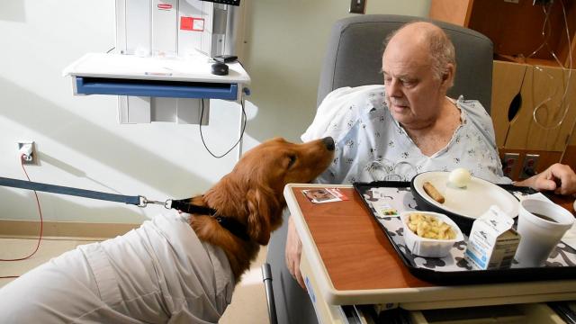 Dog-tor Rusty is in: Golden retriever helps patients through sickness, owner through loss