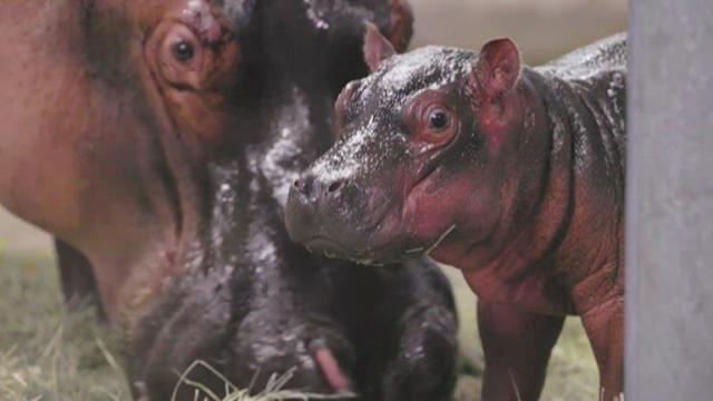 Adorable baby hippo bonds with mother at Dallas Zoo
