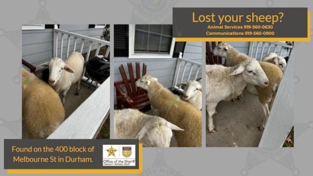 Durham County Sheriff's Office found two lost sheep