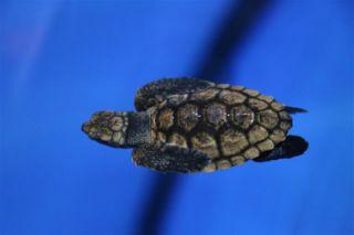 NC aquarium welcomes new baby sea turtles