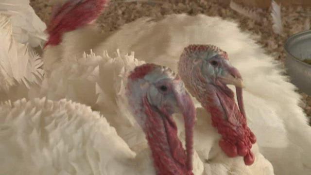 Turkeys from NC get chance to be pardoned