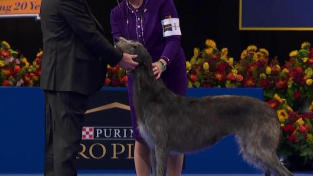 National Dog Show hosted by Purina celebrates 21st annual Thanksgiving show