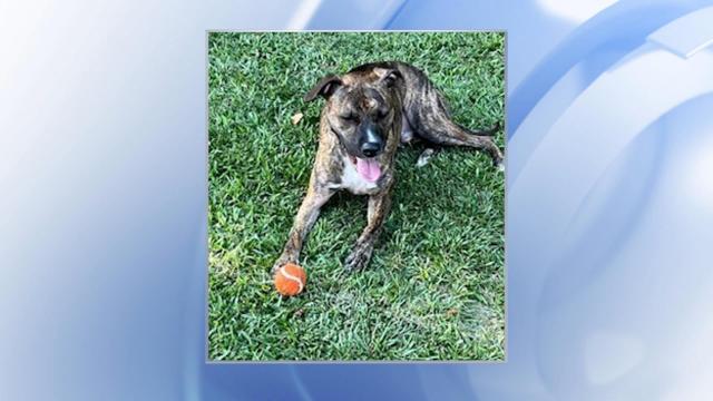 A pet owner is still searching for her dog, Jameson, after a crash Wednesday afternoon at the intersection of NC-42 and Thanksgiving Fire Road.