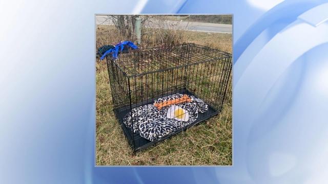 A pet owner is still searching for her dog, Jameson, after a crash Wednesday afternoon at the intersection of NC-42 and Thanksgiving Fire Road.  The man brought Jameson's clothes and crate in hopes that the dog would sense it and return to the scene.