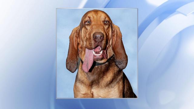 Some dog! Rocky Mount police bloodhound tracks down three teens accused of stealing car