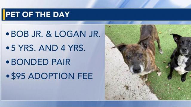 Pet of the Day: Nov. 25