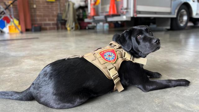 'He's become part of the family here': Cosmo the black lab serves as Durham Fire Department's emotional support animal