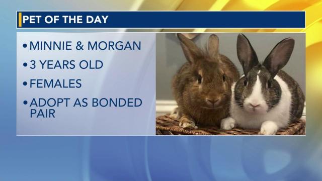 Pet of the Day: Nov. 26, 2022