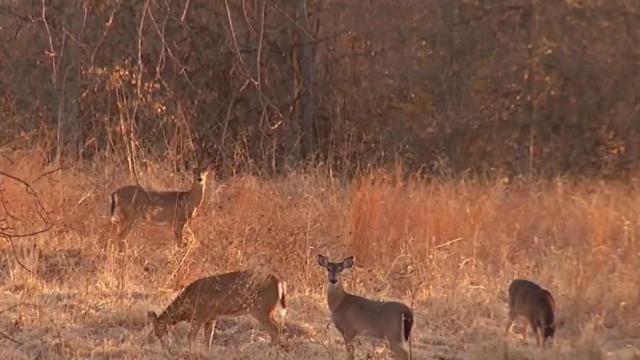 Risk of deer-related crashes spike during mating season
