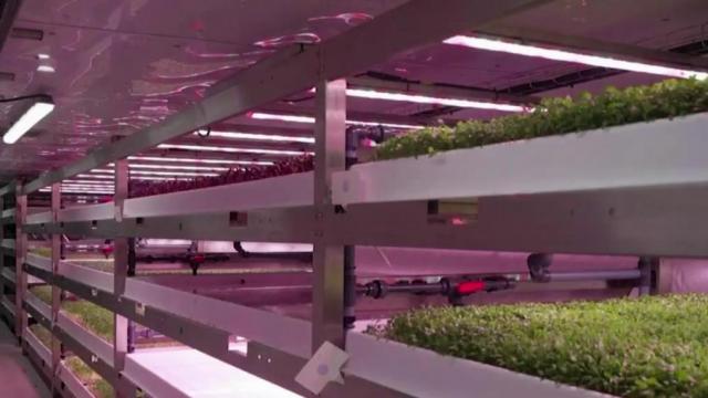 Underground farm could be a look into the future of food production