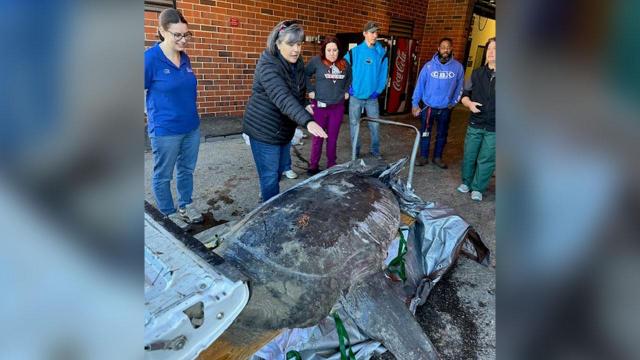 480-pound sunfish washes ashore on NC beach