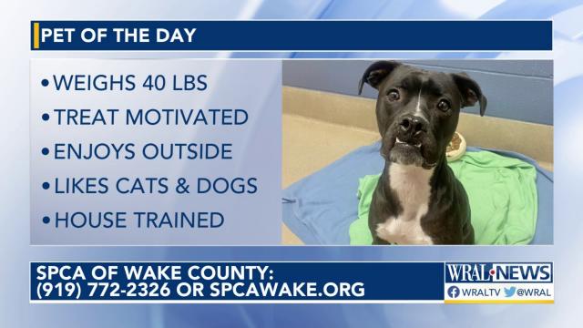 Pet of the Day for Dec. 2, 2022