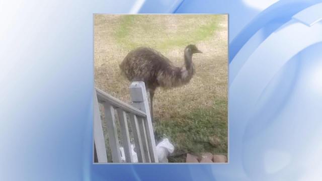 Emu on the loose in Person County 