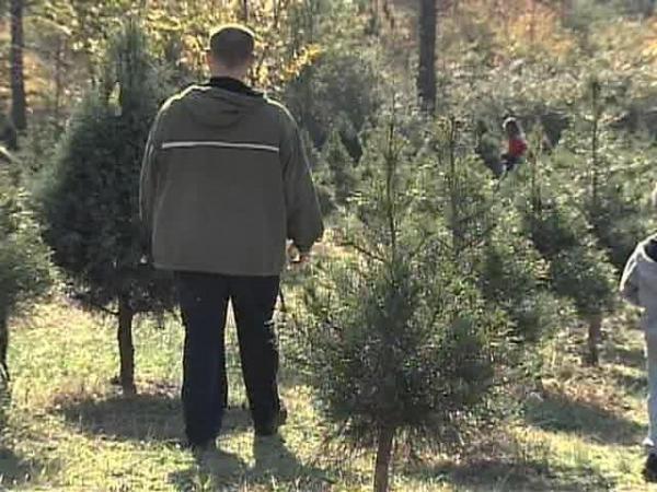 Despite Drought, No Grinch-Christmas for Tree Farmers