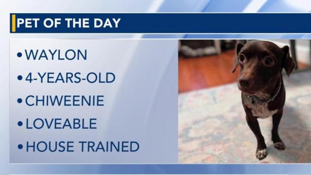 Pet of the Day: Dec. 6