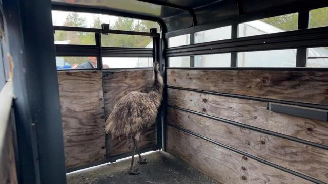 Person County emu home after social media search