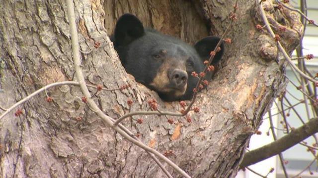 Bear takes nap in backyard tree