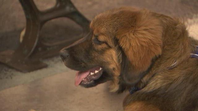 Puppy swims across Hudson River to reunite with family