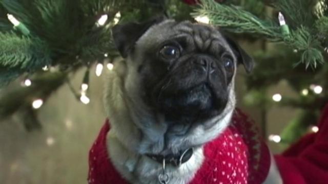 Beware these dangers holiday traditions pose for pets