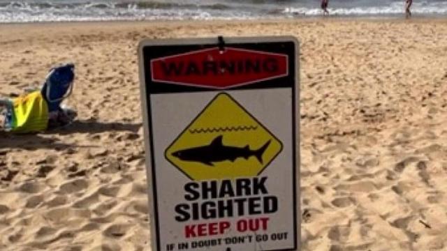 Raleigh residents react to shark attack outside their Maui hotel