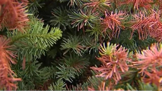Researchers find genes that help Christmas trees resist climate change