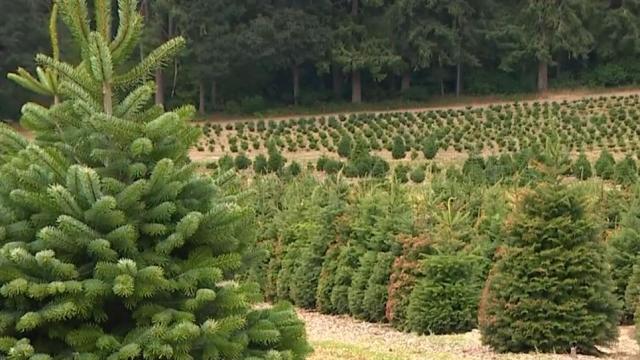 Drought, climate, pests, disease: NC State breeding more resilient Christmas trees