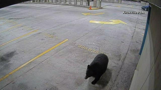 Bear wanders around Knoxville