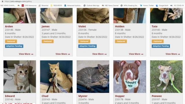 Wake County Animal Center urges community to adopt so it doesn't have to euthanize animals