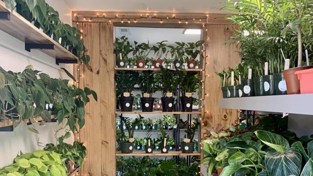 Walk in and smile: Leaf plant shop opens in Clayton