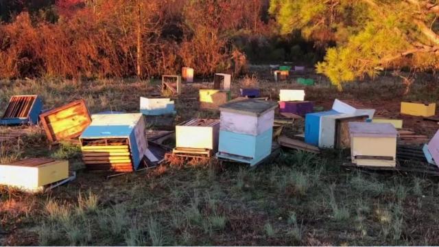 Bear destroys $10,000 worth of beehives belonging to Raleigh bee farmer