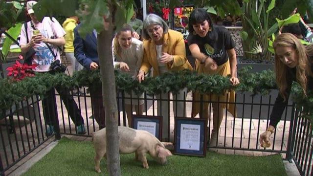 Pigs pardoned ahead of Christmas