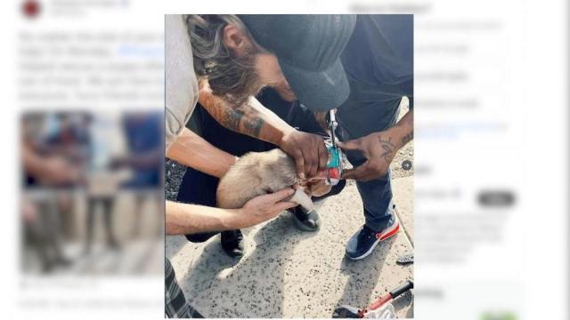 Firefighters save puppy after getting head stuck in can