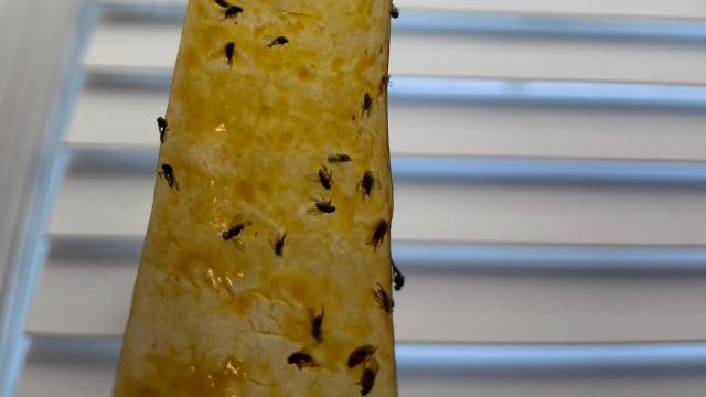 Neighbors living with fruit fly infestation begging for help