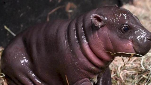 Endangered hippo born at The Metro Richmond Zoo