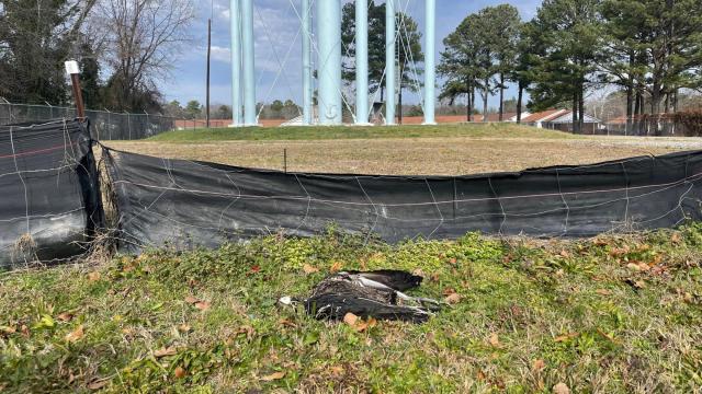 Wildlife mystery: Over 40 dead vultures surround water tower in Fuquay-Varina