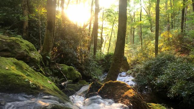 Federal plan for Nantahala and Pisgah national forests greeted with criticism from environmentalists