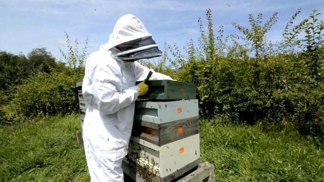 Vaccine approved for honeybees, 1st vaccine for insects in US