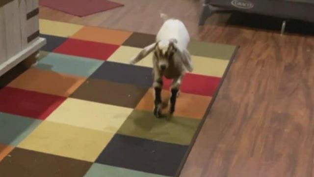 Goat gets prosthetic hoof, finally learns to play
