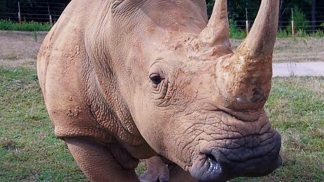 North Carolina Zoo mourns loss of Natalie, rhino with big personality 