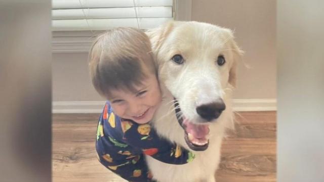 After 15 adoptions, 'unlucky' dog Ronald finds perfect love with new forever family