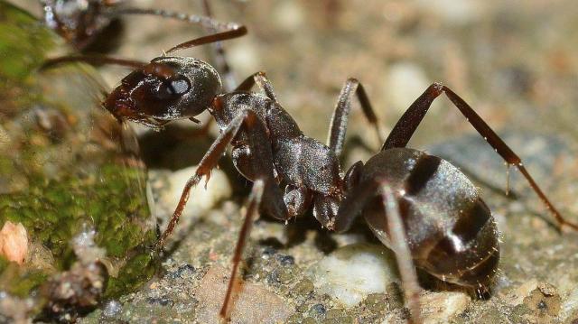 Climate change conundrum: Ants aren’t adjusting behaviors as temperatures rise